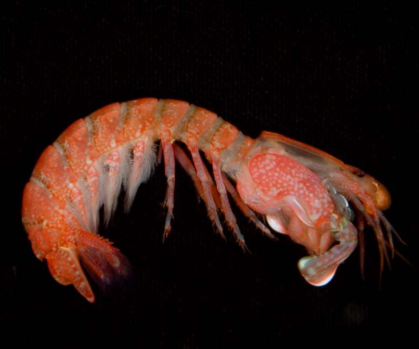 "smasher" stomatopod (mantis shrimp, thumbsplitter), off Bull Island,  SC